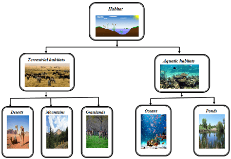 Class 6 Science The habitat of the living - Vrindawan Boarding School