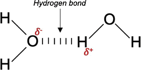 Class 11 Hydrogen bond - Vrindawan Boarding School