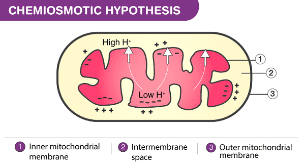 chemiosmotic hypothesis class 11 ppt