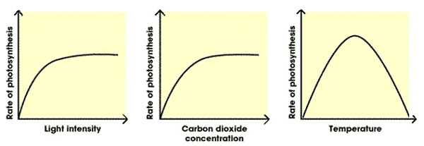 Class 11 Factors affecting photosynthesis - Vrindawan Boarding School