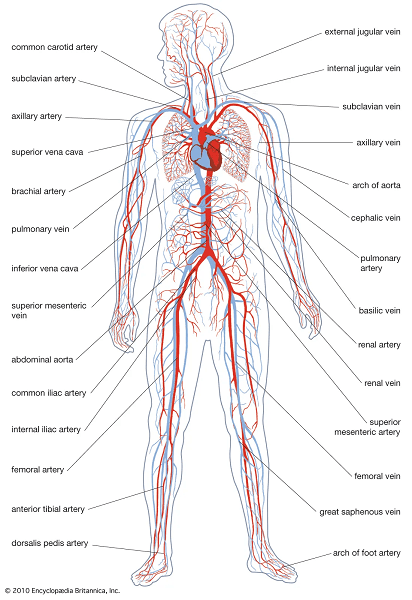 Class 11 human circulatory system - Vrindawan Boarding School