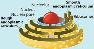 Class 11 endoplasmic reticulum - Vrindawan Boarding School